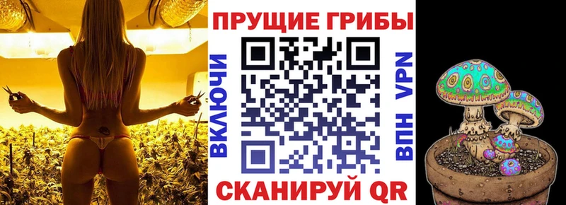 Галлюциногенные грибы Cubensis  даркнет сайт  Камызяк 
